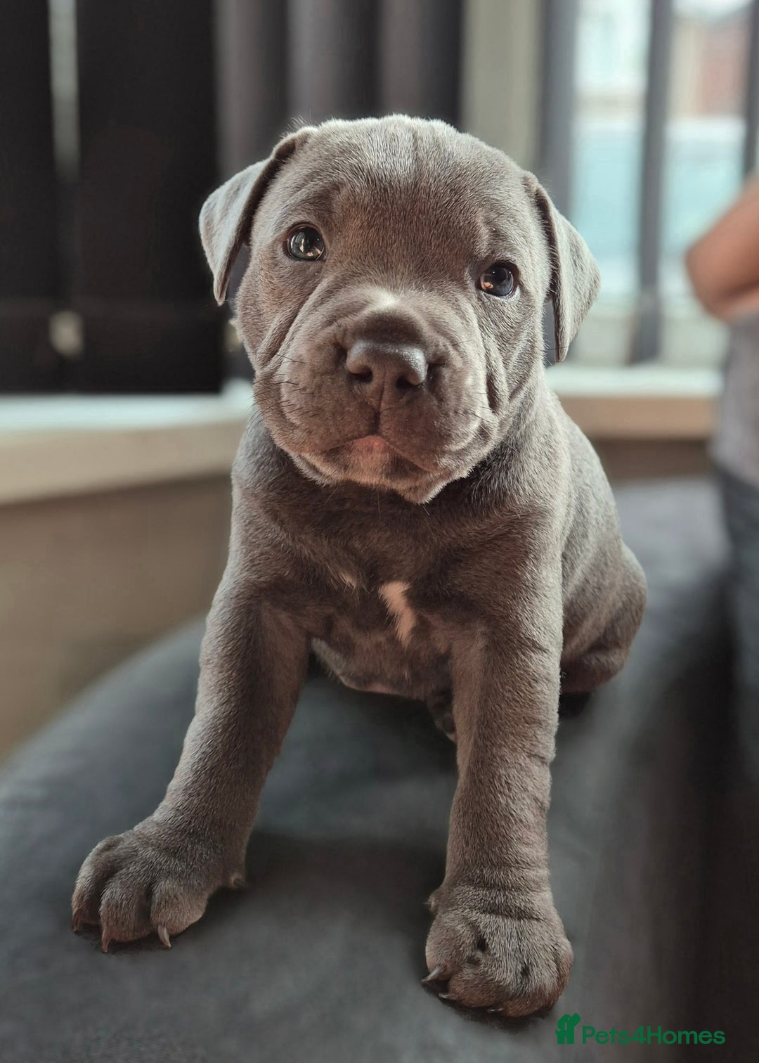 Staffordshire Bull Terrier dogs for sale: **Ready To Leave**KC Blues Champ Blood in Coventry - Image 37