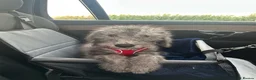 Bedlington Terrier dogs for sale: Bedlington puppy - Advert 5