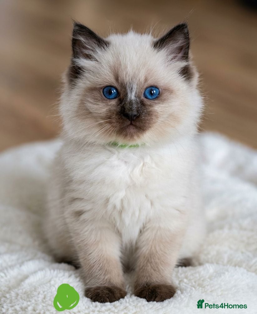 Ragdoll cats Ragdoll kittens looking for home  - Advert 17