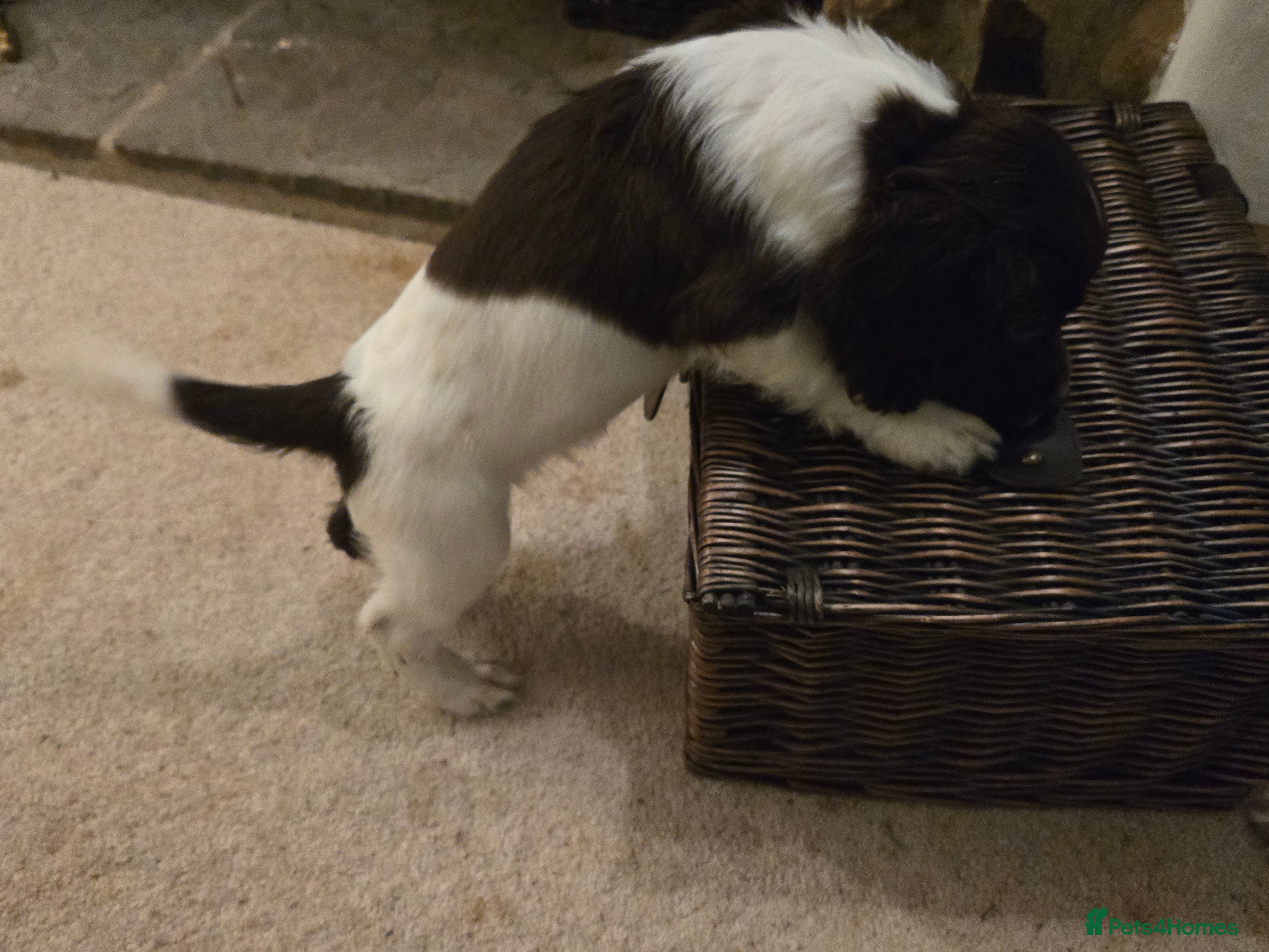 English Springer Spaniel dogs KC Registered English Springer Spaniel Puppies - Advert 5