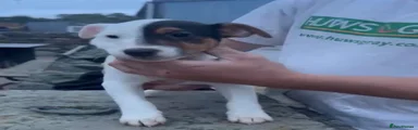 Jack Russell 2