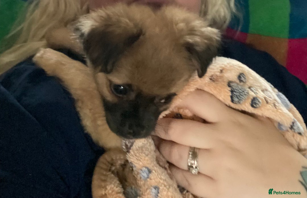 Pug dogs for sale: Fluffy pug 12 wks old  - Image 1