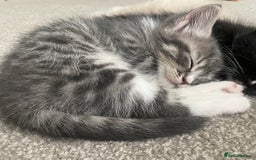 Mixed Breed cats for sale: 3 beautiful ragdoll cross  - Image 5