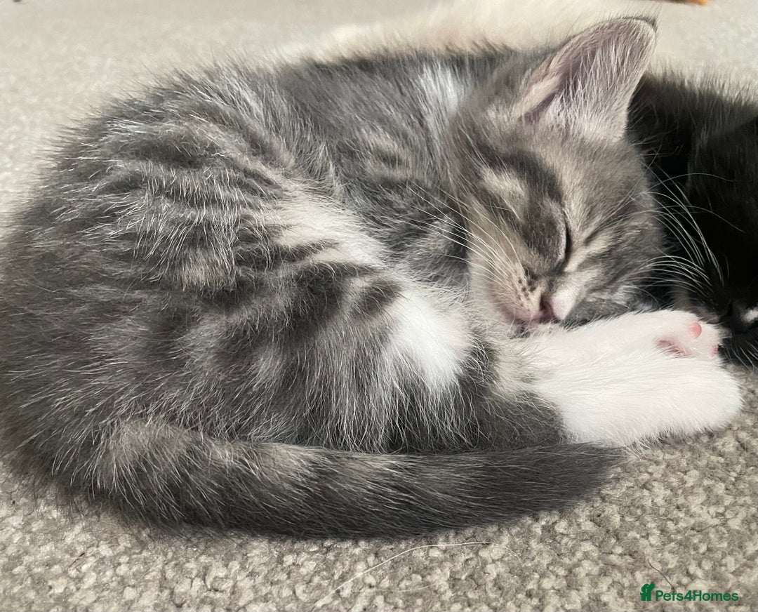 Mixed Breed cats for sale: 3 beautiful ragdoll cross  - Image 5
