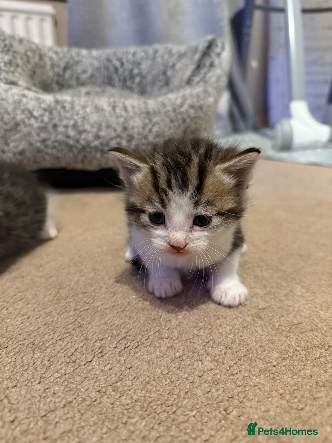 Mixed Breed cats for sale: Tiny kittens for sale - Image 8