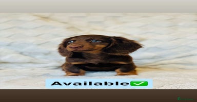 Miniature Dachshund dogs - Advert 8