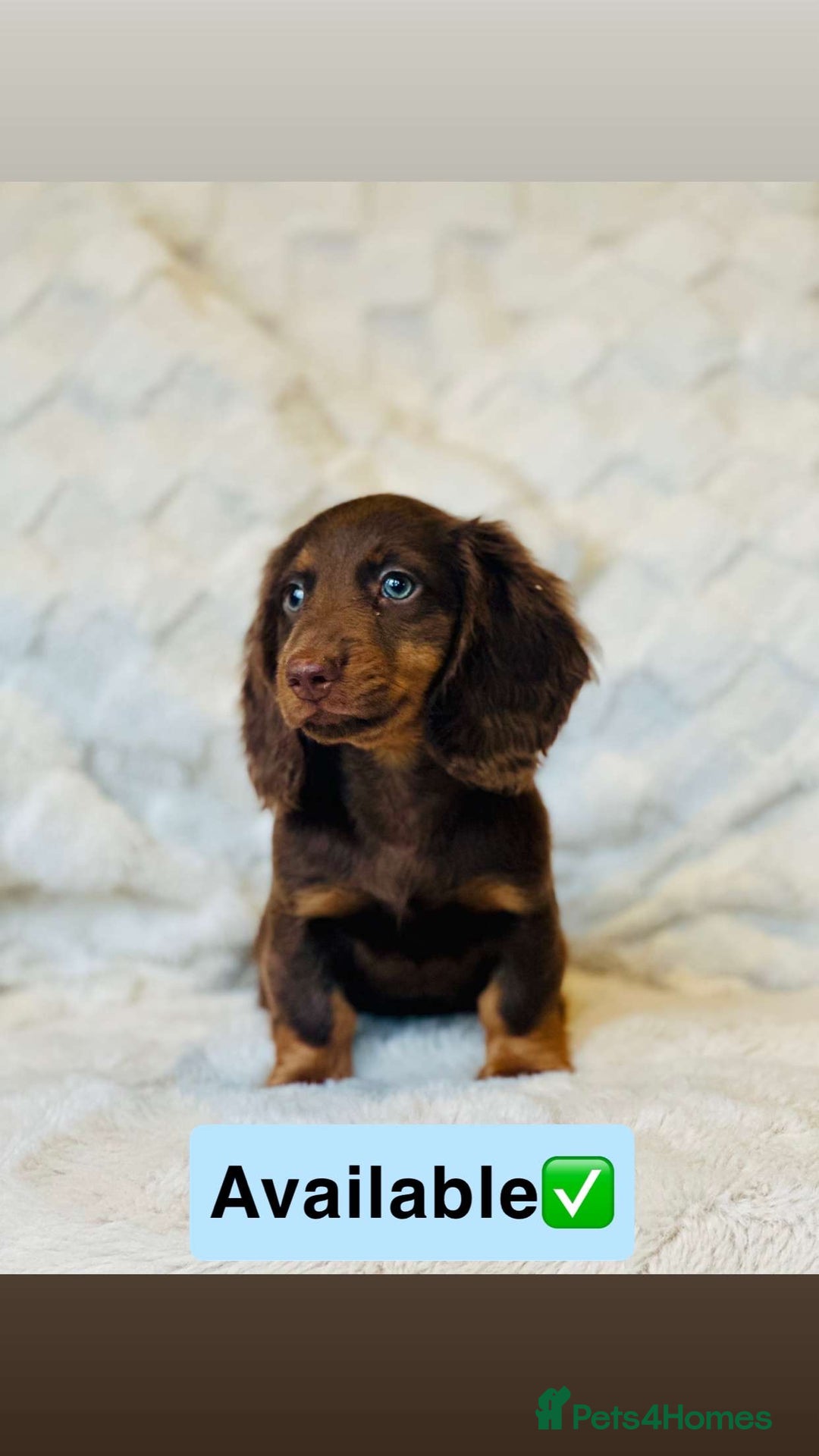 Miniature Dachshund dogs for sale: Long Haired miniature dachshunds - Image 2