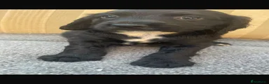 Sprocker 2