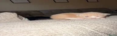 British Longhair Kitten 2