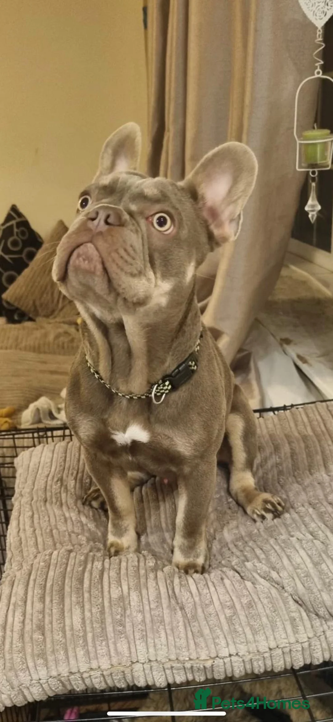 French Bulldog dogs for stud: Isabella and tan health tested french bulldog stud in Lincoln - Advert 5