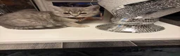 Scottish Fold cats for sale: Beautiful Scottish straights READY NOW  - Advert 27