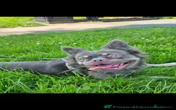 French Bulldog dogs for sale: Fluffy male Frenchie looking for his forever home  - Image 1