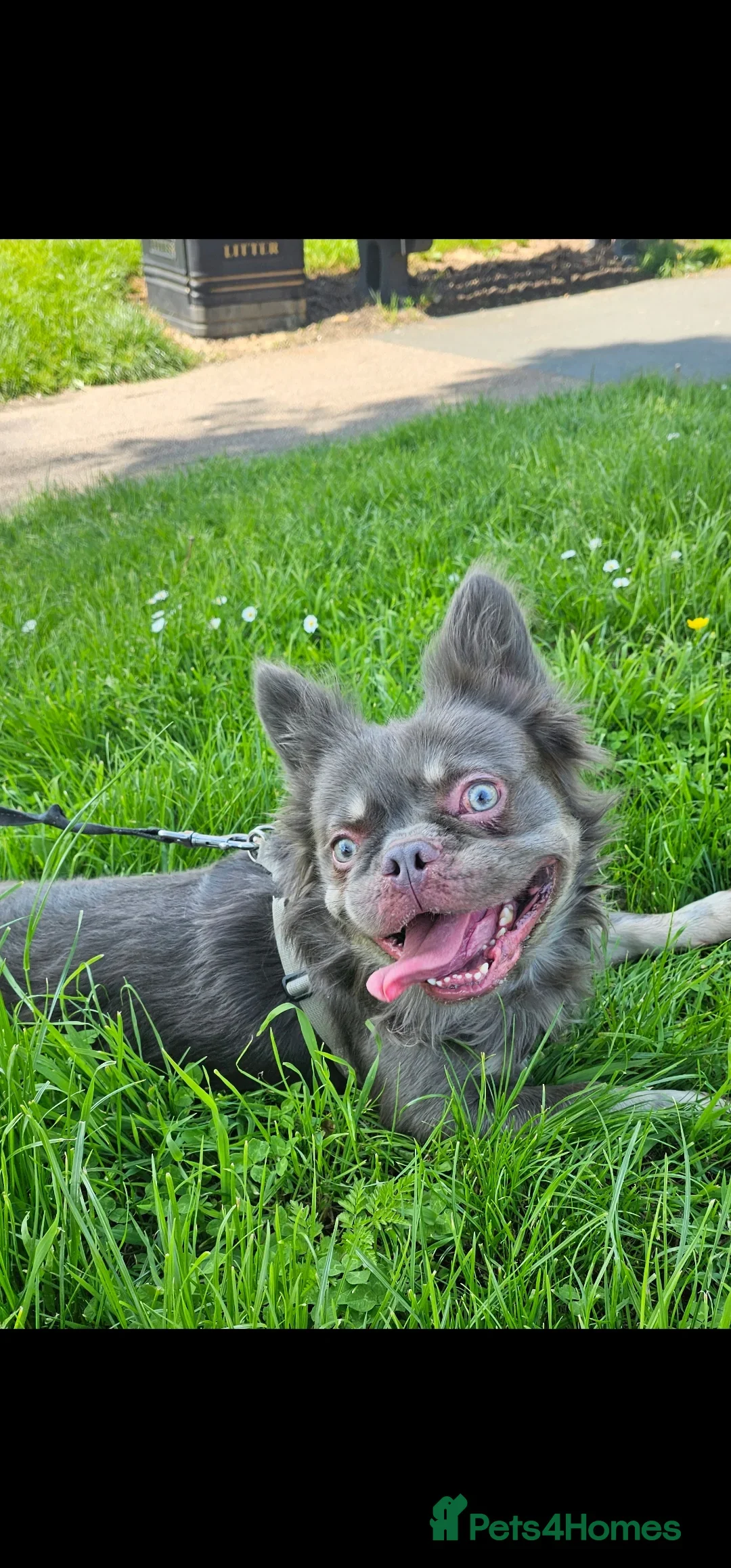 French Bulldog dogs for sale: Fluffy male Frenchie looking for his forever home  - Image 1