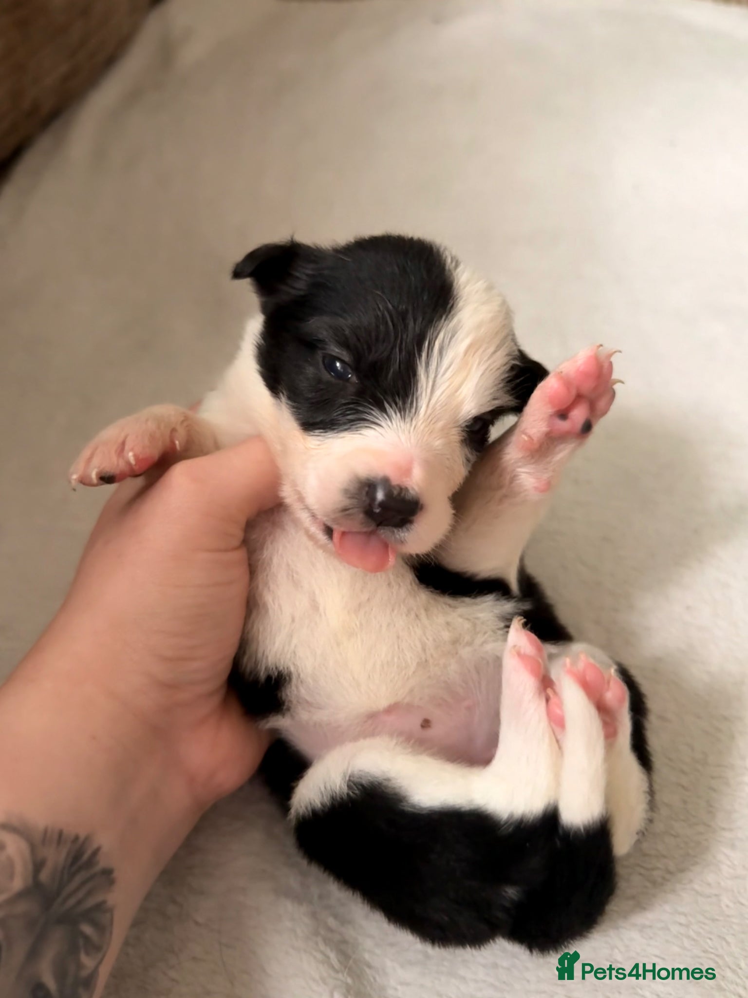 Mixed Breed dogs 🐾✨Stunning Border Collie x Blue Heeler Puppies✨🐾 - Advert 14