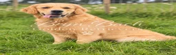 Golden Retriever dogs for stud: Exceptional Proven Stud - Advert 3