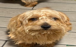 Norfolk Terrier dogs for sale: Nolfolk terrier pups - Image 5