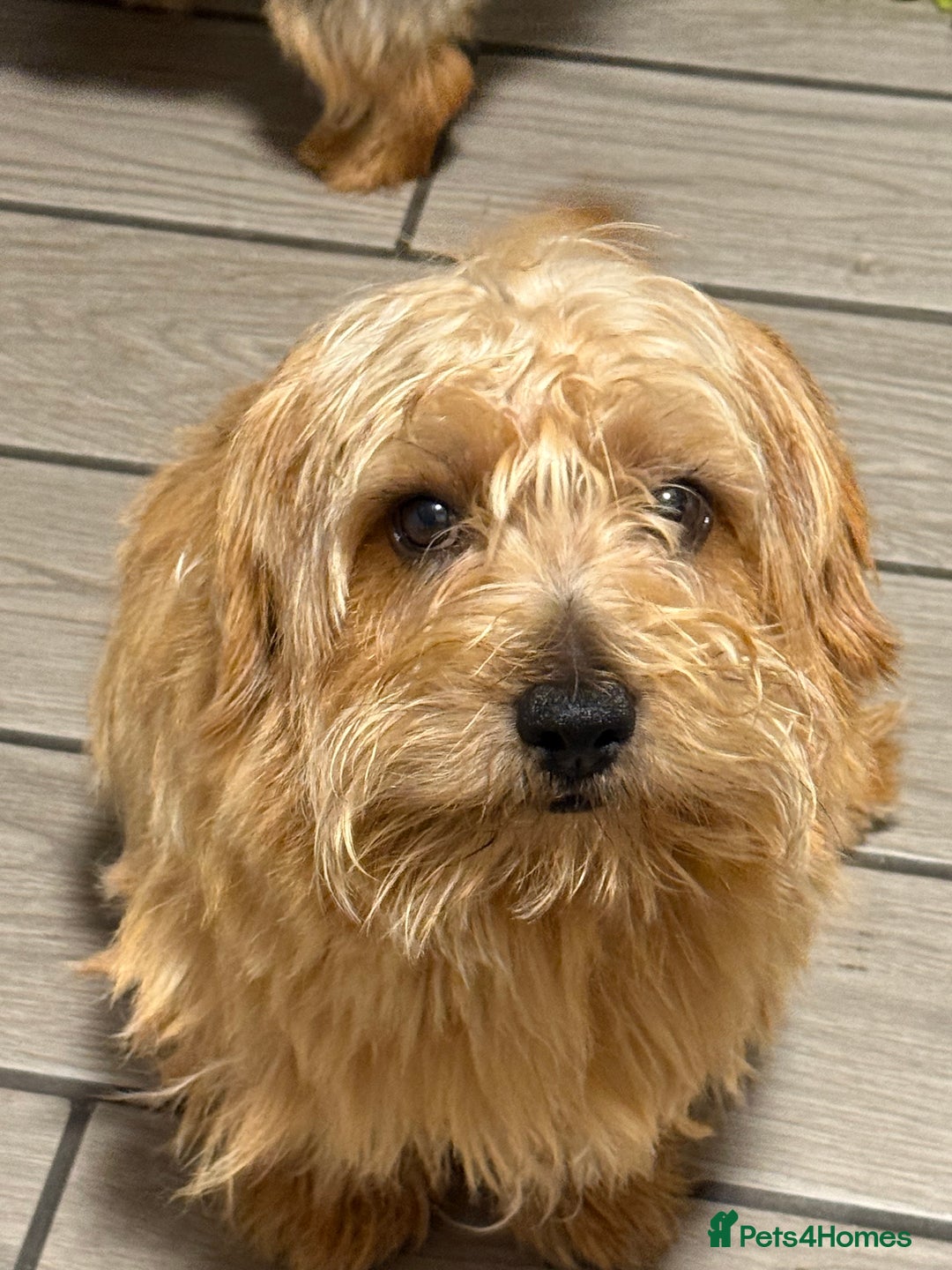 Norfolk Terrier dogs for sale: Nolfolk terrier pups - Image 5