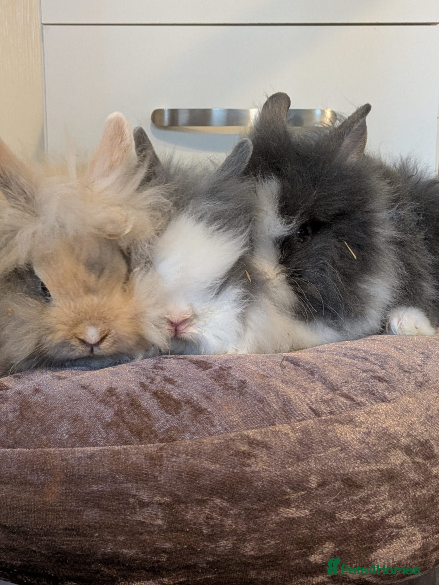 Lionhead rabbits Double main lionhead rabbits  - Advert 20