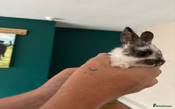 Mini Lop rabbits for sale: 8 baby rabbits - Image 9