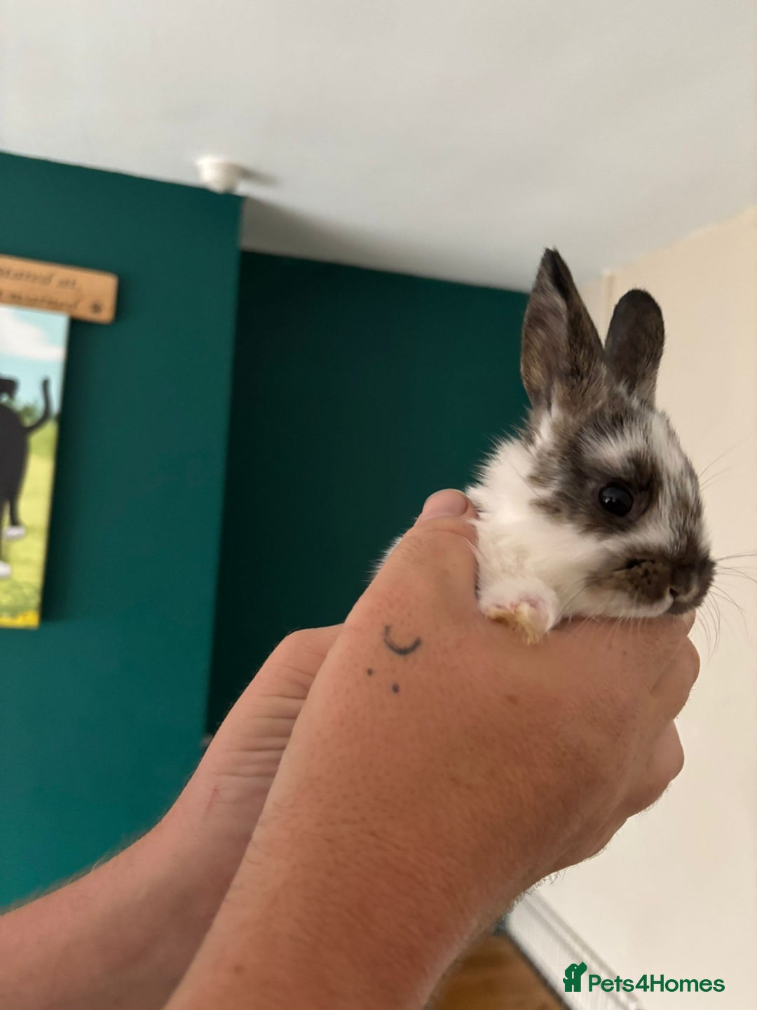 Mini Lop rabbits for sale: 8 baby rabbits - Image 9