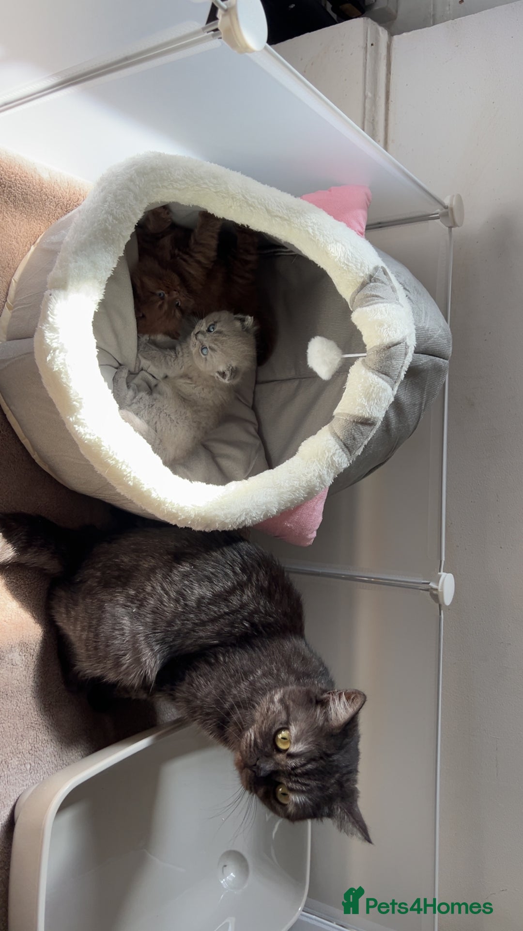 British Shorthair cats for sale: BSH Kittens - Image 3