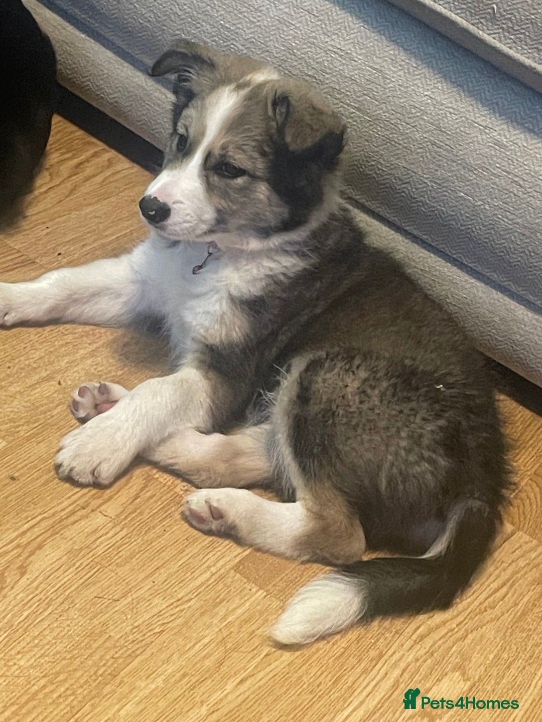 Border Collie dogs for sale: Brown and white border collie  - Advert 3