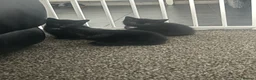 Mixed Breed cats for sale: 3 black kittens left - Advert 6