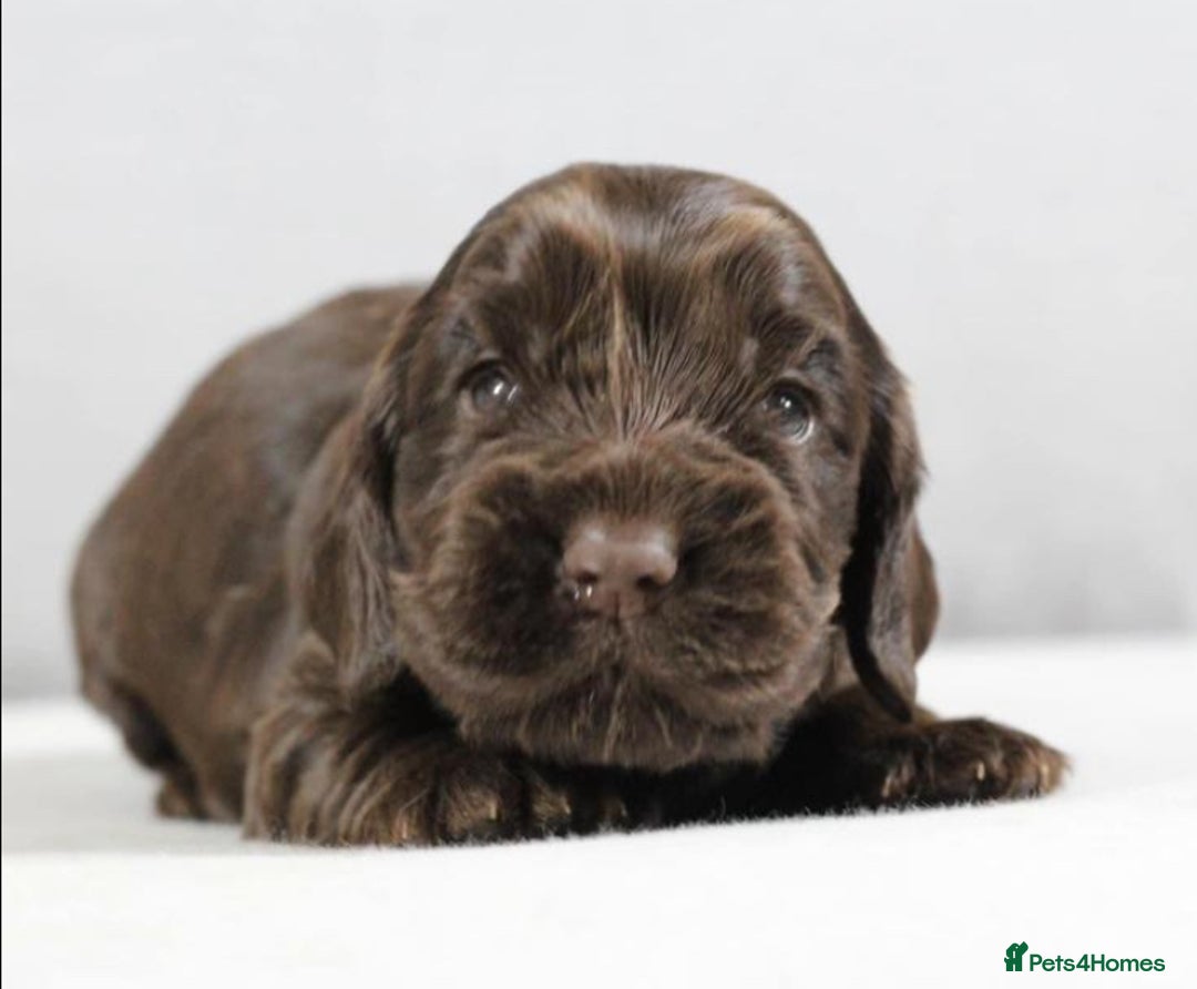 Cocker Spaniel dogs for stud: TRUE TO TYPE- Solid Chocolate Show Cocker Stud in Holywell - Image 3