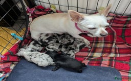 Chihuahua dogs for sale: Stunning merle Chihuahua puppies  - Image 12