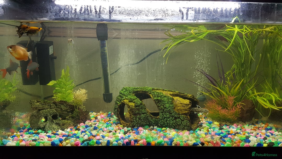 Other/Mixed Breed fish for sale: Tropical fish tank - Image 2