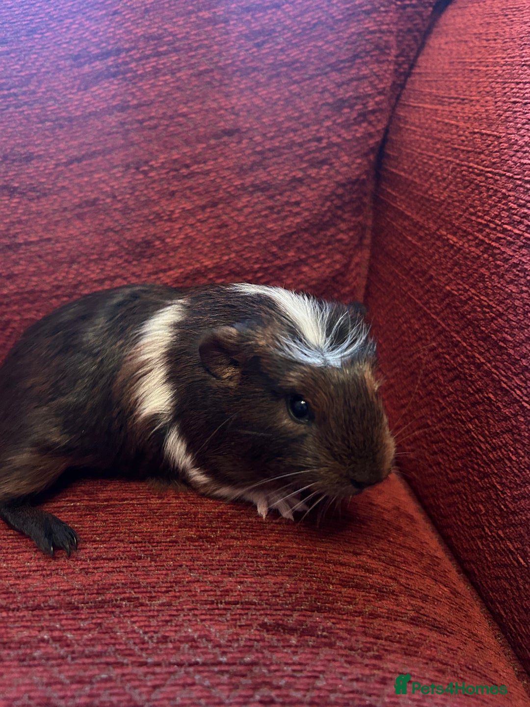 Guinea Pig rodents for sale: 2 boars for sale  - Advert 4