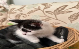 British Longhair cats for sale: Unusual markings  - Image 8