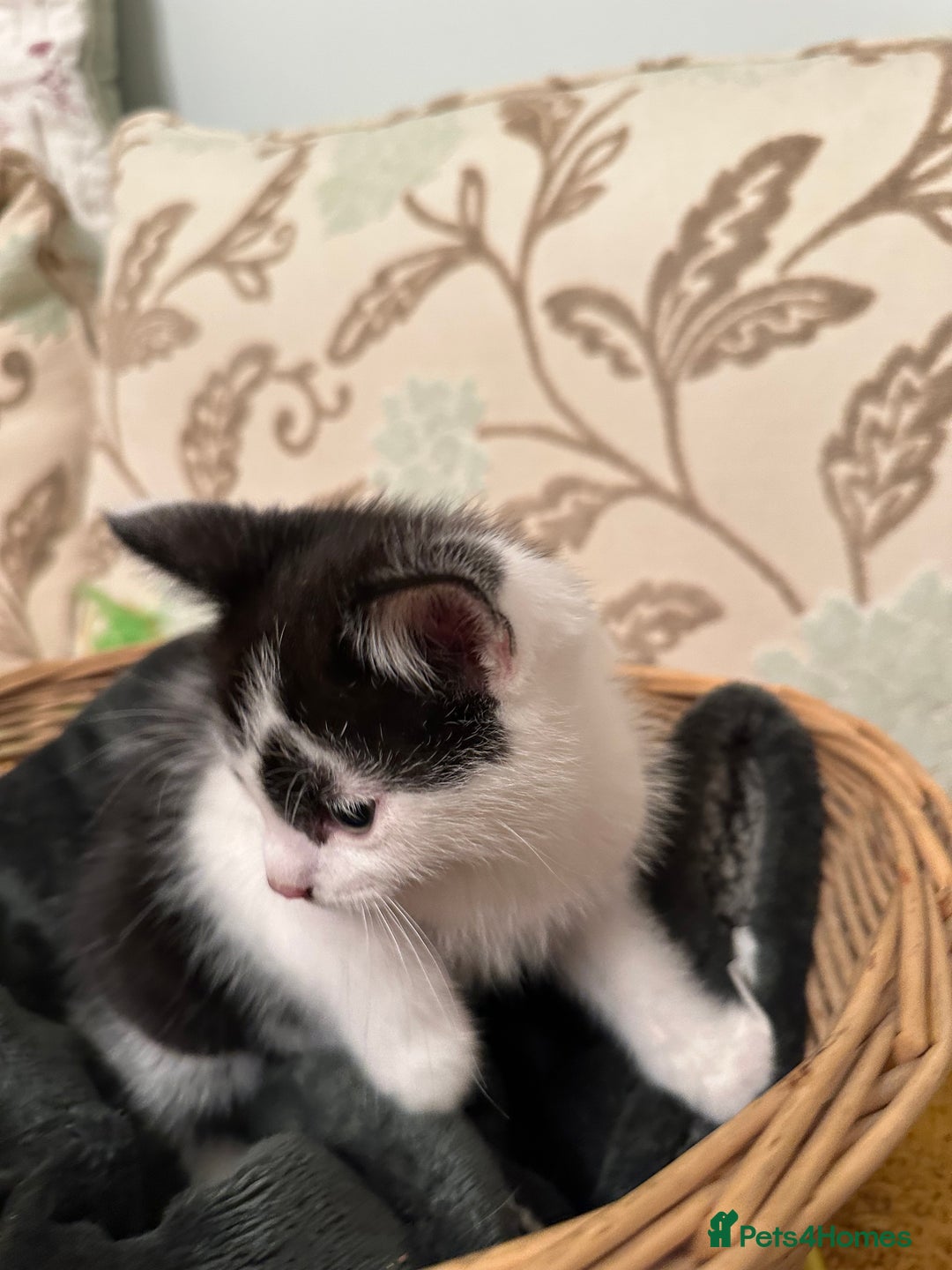 British Longhair cats for sale: Unusual markings  - Image 8