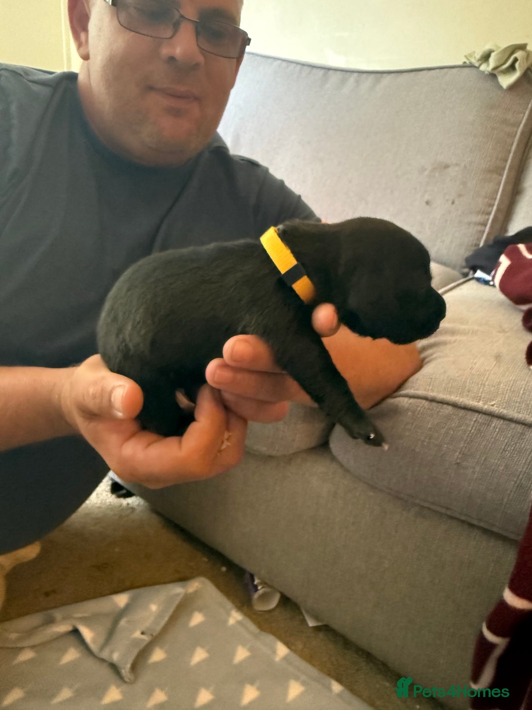 Mixed Breed dogs for sale: Doxla  - Image 1