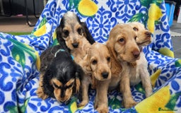 Cocker Spaniel dogs for sale: SHOW COCKERS READY NOW LAST LEMON BOY AND GIRL - Image 12