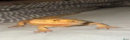Bearded Dragon reptiles for sale: Bearded Dragon (Female) in Wallsend - Advert 2