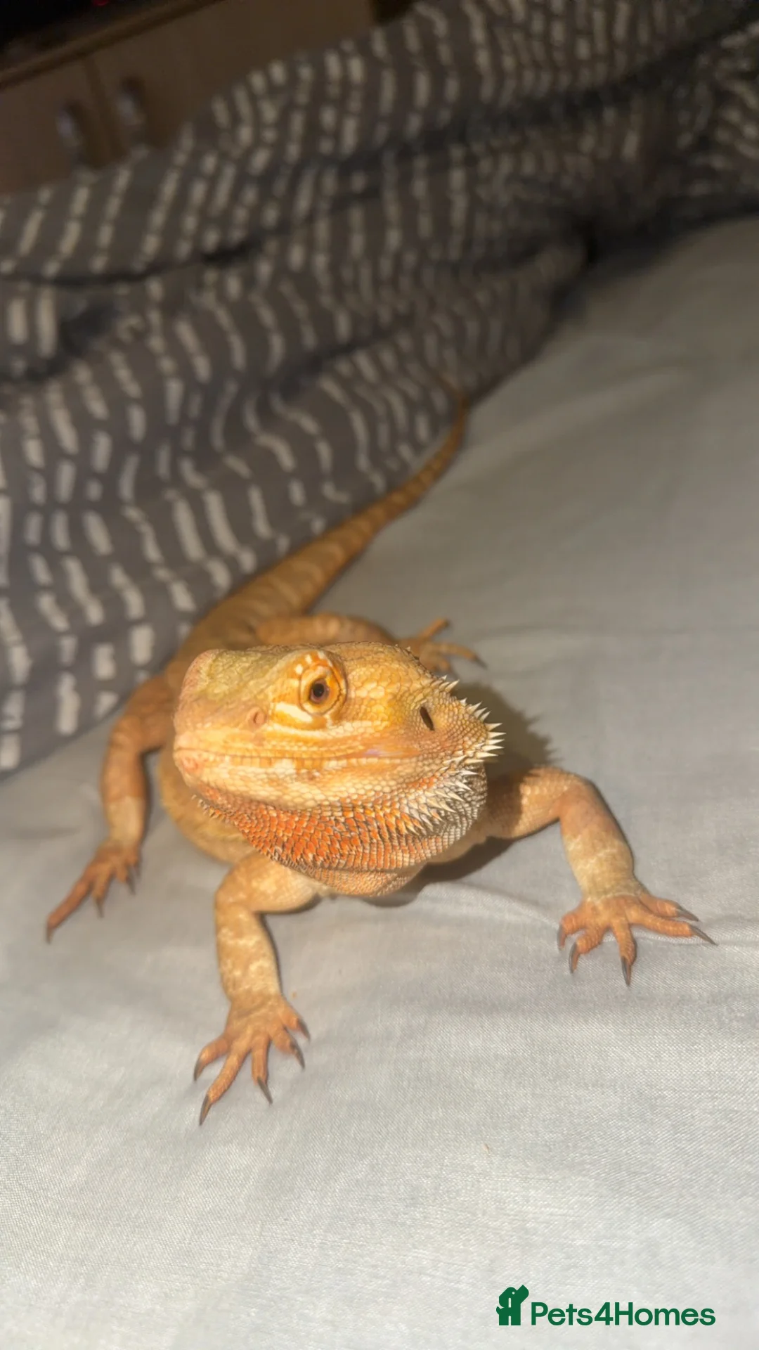 Bearded Dragon reptiles for sale: Bearded Dragon (Female) in Wallsend - Advert 2