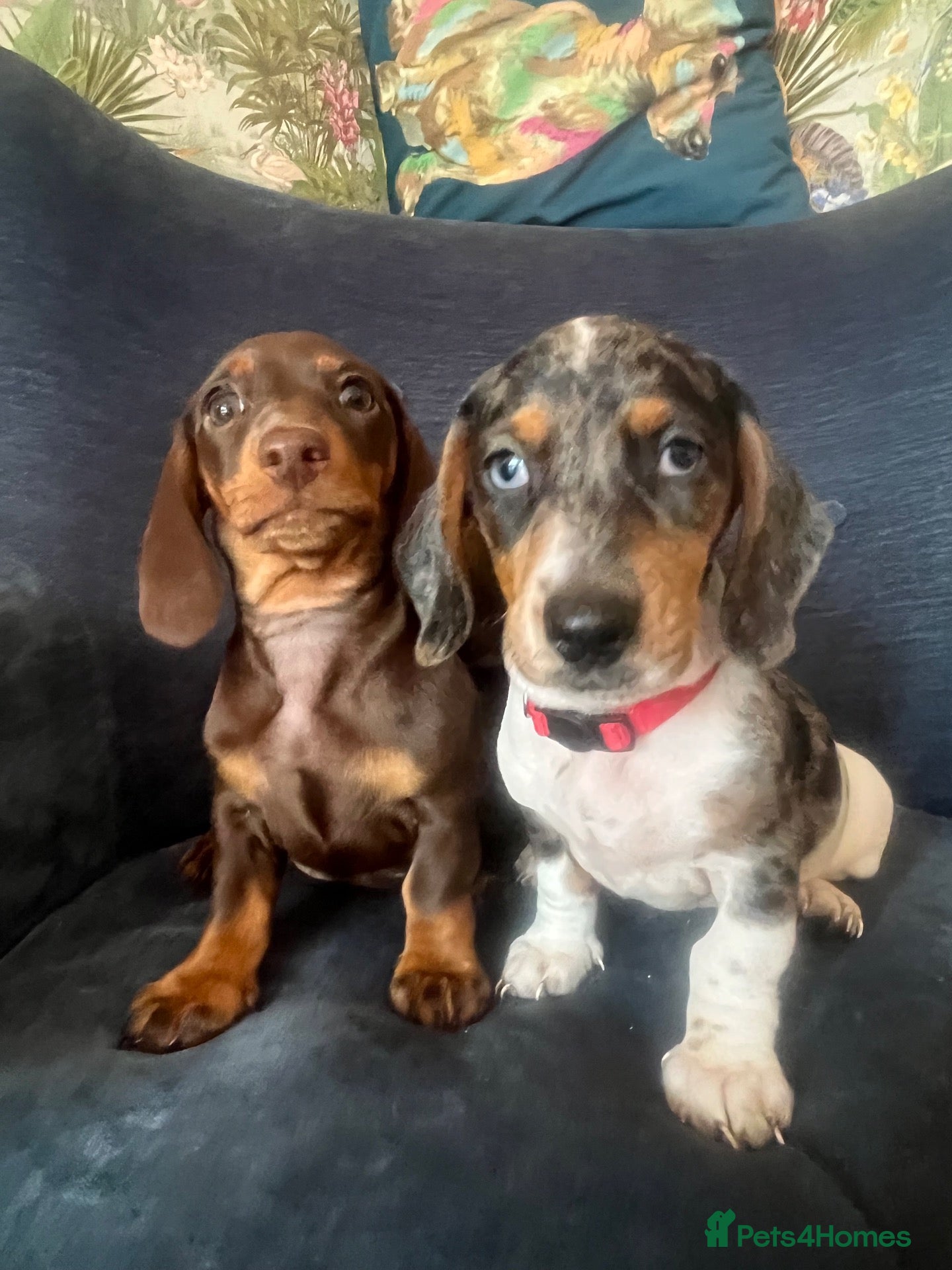 Miniature Dachshund dogs Beautiful Fully health check mini Dachshund pups - Advert 1
