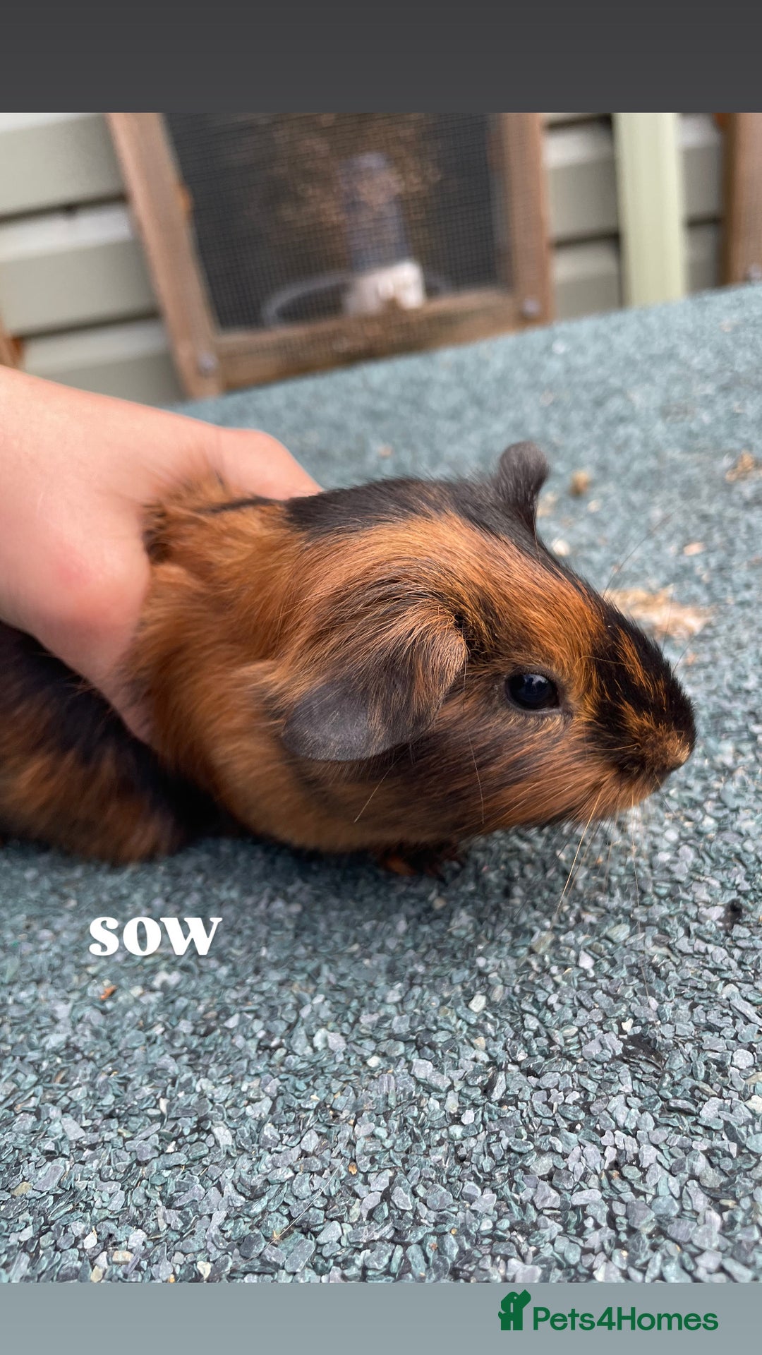 Guinea Pig rodents for sale: 4 baby guinea pigs & 2 adult males for sale! - Image 3