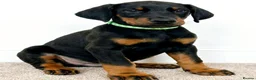 Dobermann dogs for sale: RKC Dobermann Puppies  - Advert 11