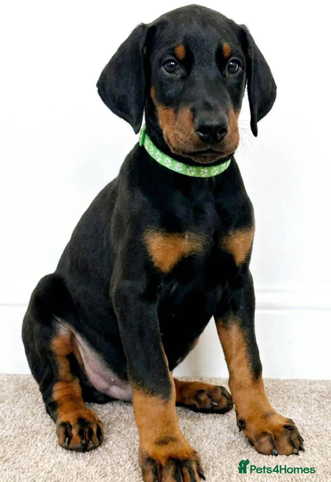 Dobermann dogs for sale: RKC Dobermann Puppies  - Advert 11