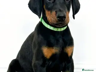 Dobermann dogs RKC Dobermann Puppies - Advert 2