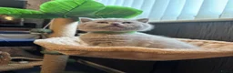 British Shorthair cats for sale: British shorthaired male kittens  in Wolverhampton - Advert 12