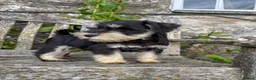 Miniature Schnauzer dogs for sale: Stunning K.C.reg  miniature Schnauzer puppies  - Advert 8