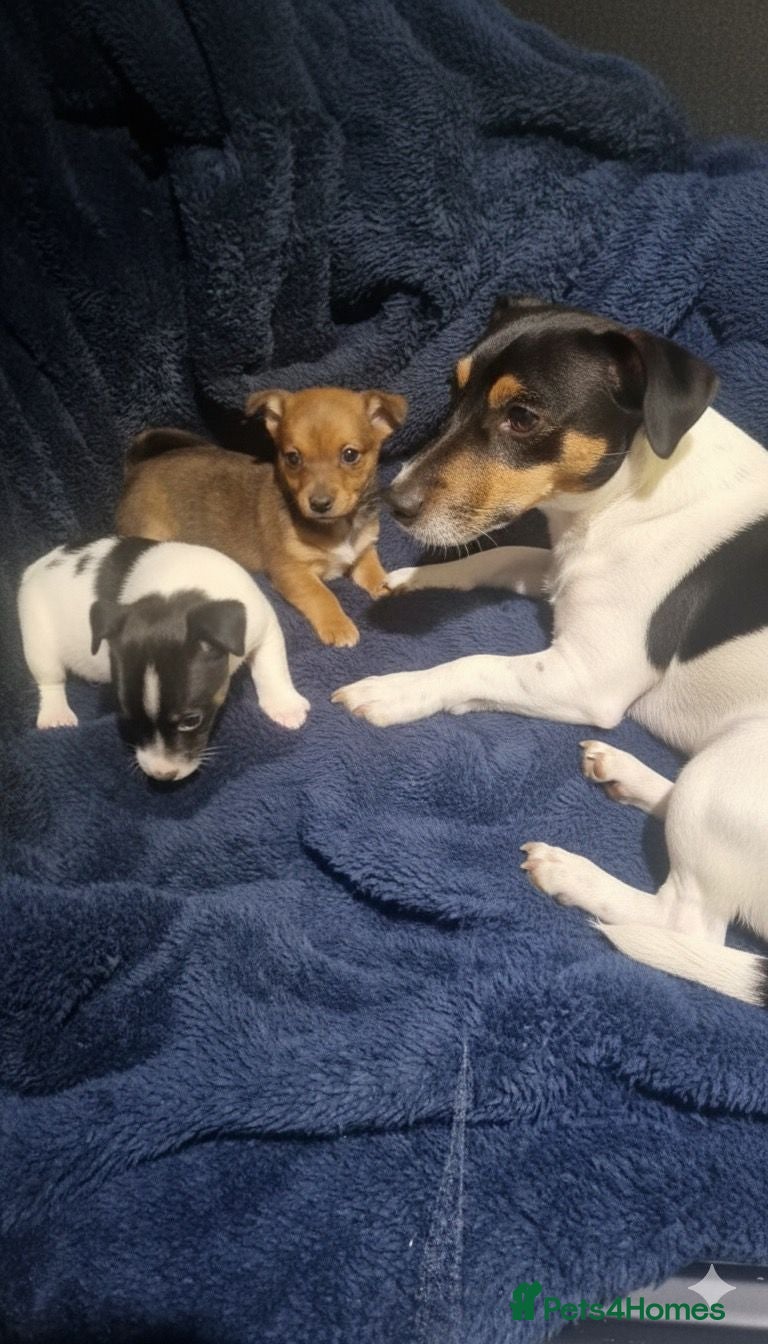 Jack Russell dogs Jack Russell puppies - Advert 8