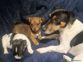 Jack Russell dogs Jack Russell puppies - Advert 8