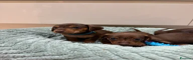 Miniature Dachshund 1