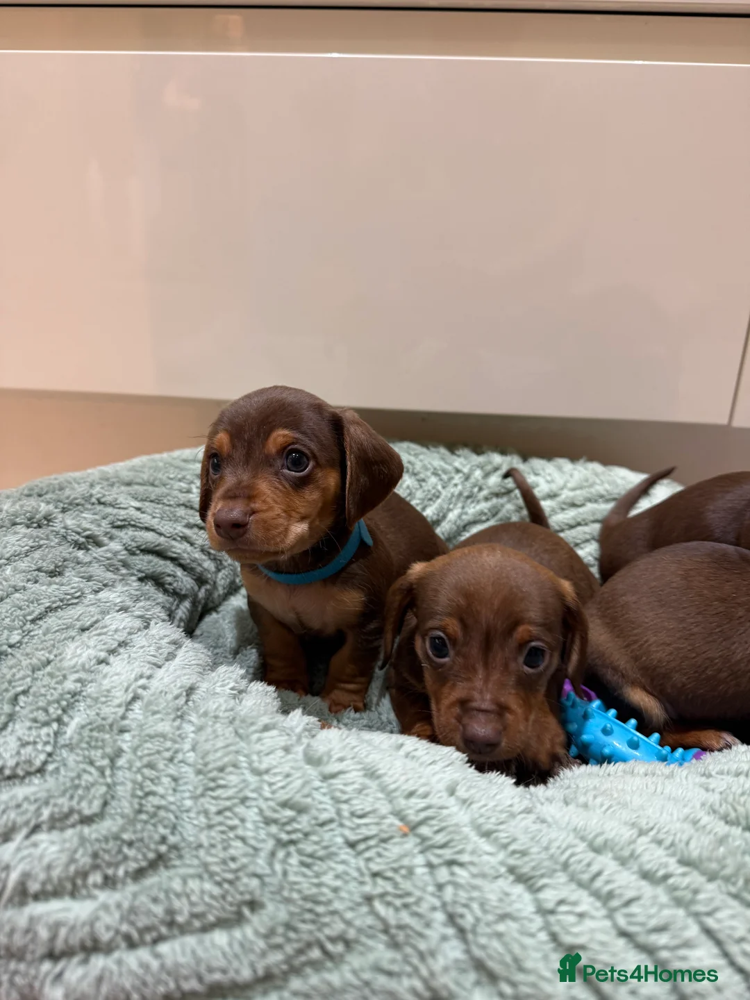 Miniature Dachshund dogs for sale: Chocolate & Tan Miniature Dachshund Pups  - Advert 16