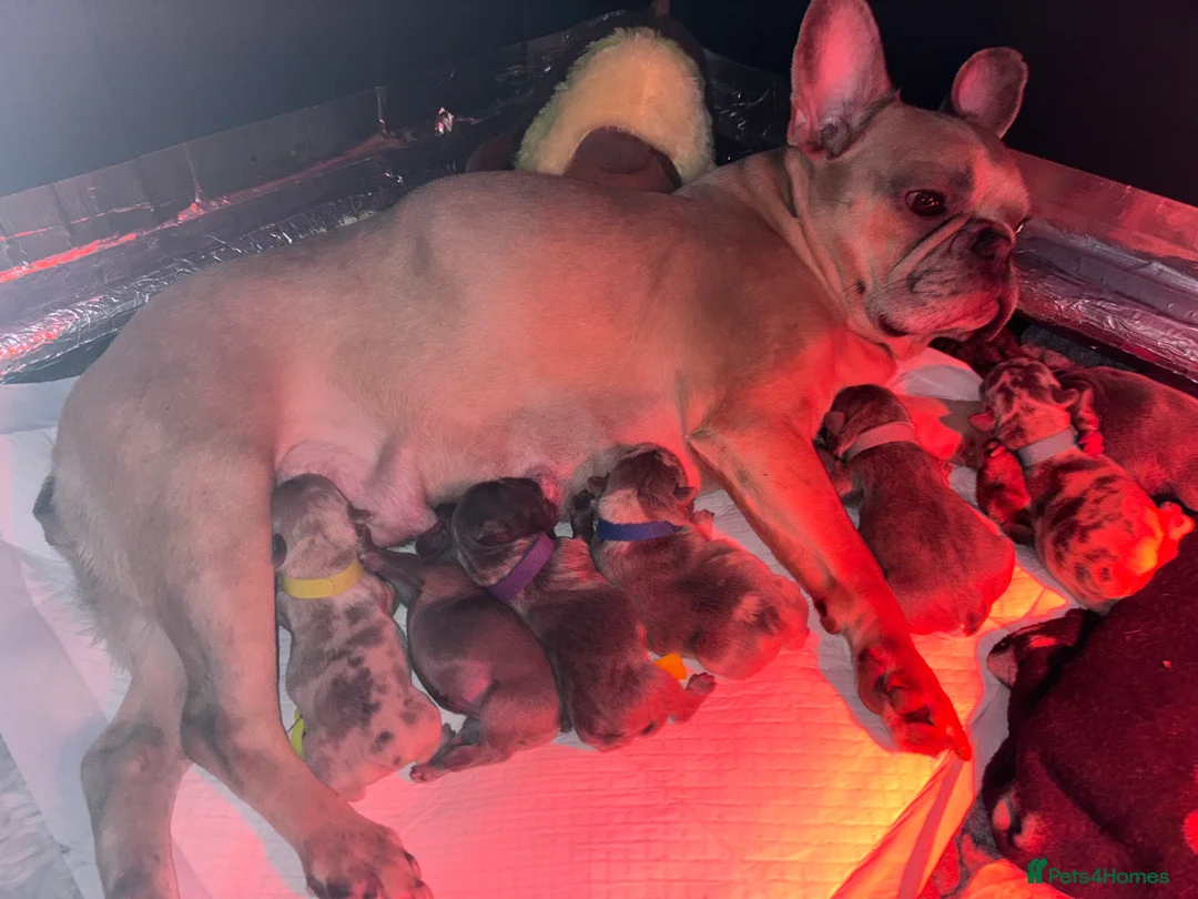 French Bulldog dogs for sale: Beautiful Frenchie Babies Seeking Forever Families - Advert 2