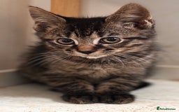 Mixed Breed cats for sale: 3 mixed female and 1 male  - Image 2
